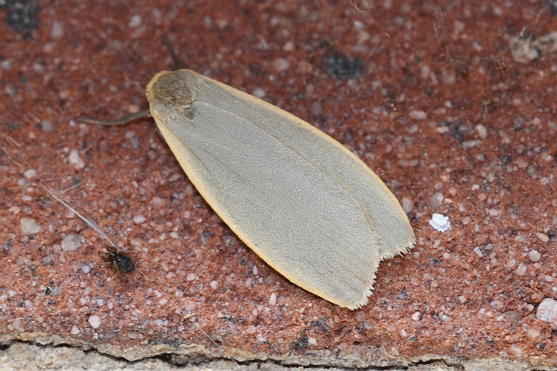 Eilema griseola (Dingy Footman).JPG